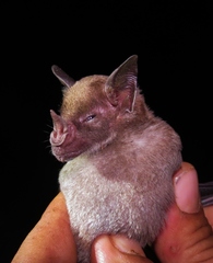 Phyllostomus discolor