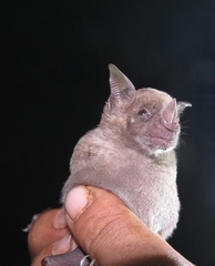 Phyllostomus discolor