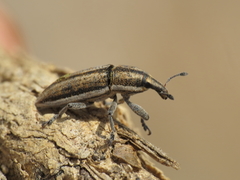 Lixus castellanus