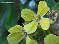 Enarthrocarpus arcuatus