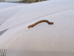 Hypomecis punctinalis