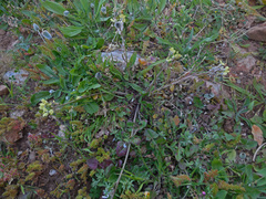 Enarthrocarpus arcuatus