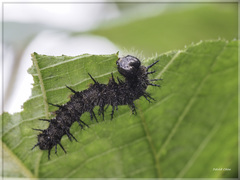 Symbrenthia lilaea formosanus