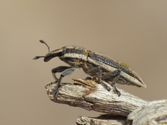 Lixus castellanus