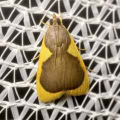 Prooedema inscisalis