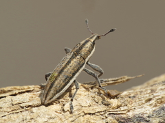 Lixus castellanus