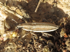 Lixus castellanus