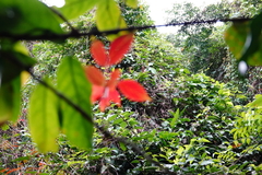 Condamineeae