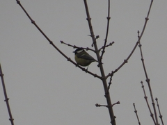 Parus major