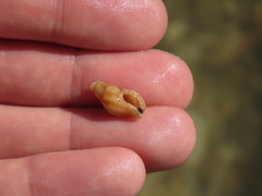 Muricopsis necocheana