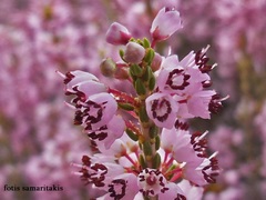 Erica manipuliflora