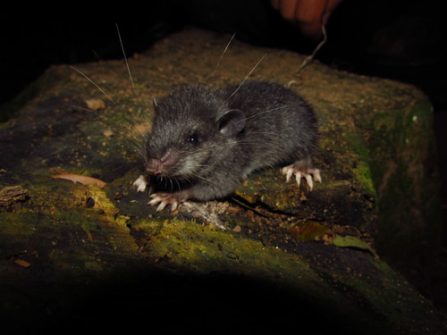 Mira climbing rat (Tylomys mirae) — Least Concern Mammalia