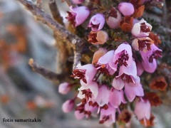 Erica manipuliflora