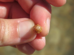 Muricopsis necocheana