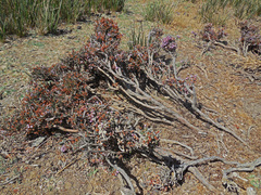 Erica manipuliflora