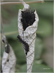 Symbrenthia lilaea formosanus