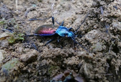 Carabus hispanus