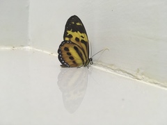 Tithorea harmonia pseudethra