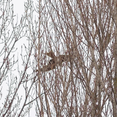 Milvus milvus