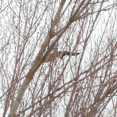 Milvus milvus