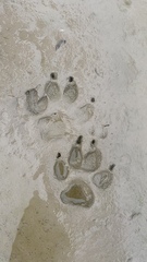 Nyctereutes procyonoides