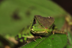 Enyalioides laticeps