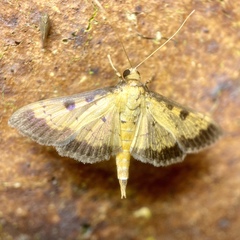 Ategumia adipalis