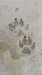 Nyctereutes procyonoides