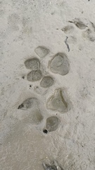 Nyctereutes procyonoides