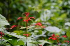 Clerodendrum paniculatum