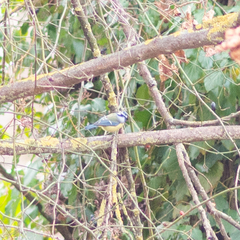 Cyanistes caeruleus