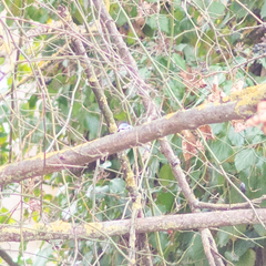 Cyanistes caeruleus