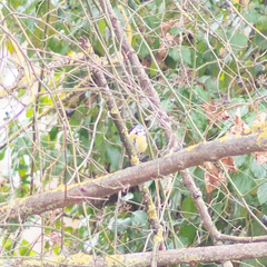 Cyanistes caeruleus