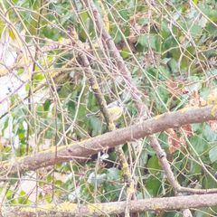 Cyanistes caeruleus