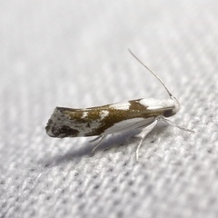Lichenaula laniata