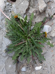 Taraxacum officinale