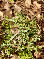 Senecio vulgaris