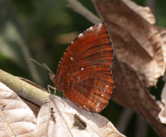 Elymnias hypermnestra undularis