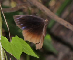 Elymnias hypermnestra undularis