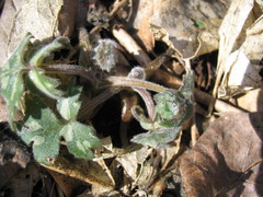 Hydrophyllum macrophyllum