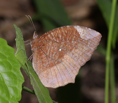 Elymnias hypermnestra undularis