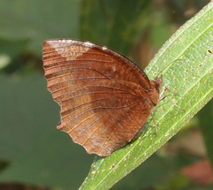 Elymnias hypermnestra undularis