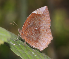 Elymnias hypermnestra undularis