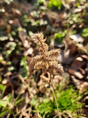 Amaranthus retroflexus