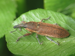 Lixus punctiventris