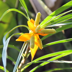 Freycinetia angustifolia