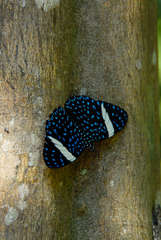 Hamadryas laodamia saurites