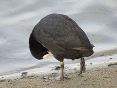 Fulica atra