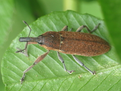 Lixus punctiventris