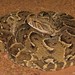 Bitis arietans - Photo (c) Joubert Heymans,  זכויות יוצרים חלקיות (CC BY-NC-ND), הועלה על ידי Joubert Heymans